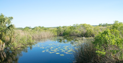 Auf der Suche nach dem Krokodil.