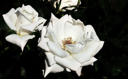 2016 08 26_1038_bearbeitet-1