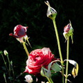 2016 08 26_1034_bearbeitet-1
