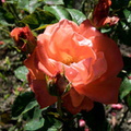 2016 08 26_1025