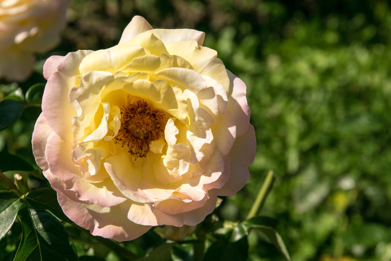flickr-28820616183.jpg