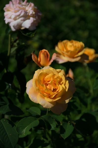 flickr-28820641493.jpg