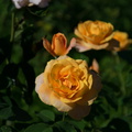 2016 08 26_0989