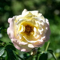 2016 08 26_0988