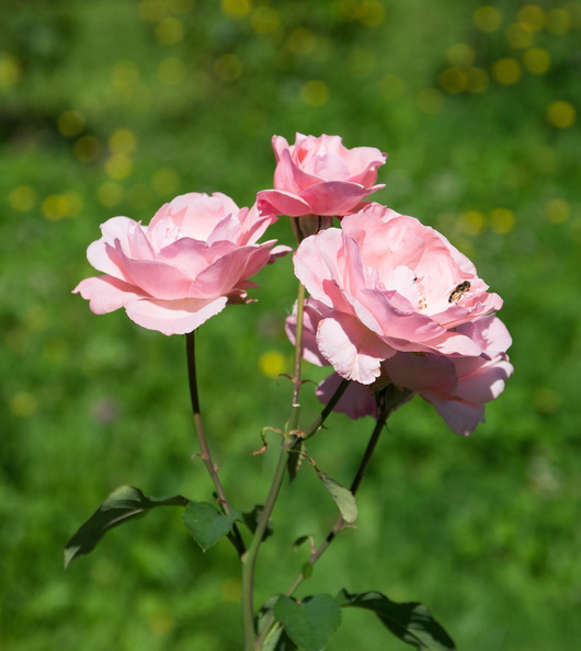 flickr-28818558224.jpg