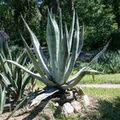2016 08 26_0962