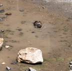 Saturday is cleaning day! Tourists, don't disturb me!