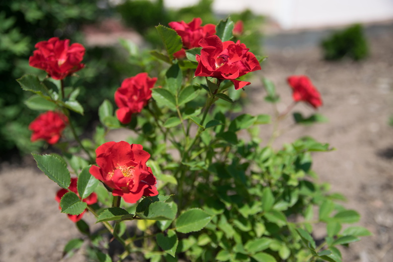 flickr-18516761632.jpg