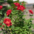 2015 06 06_1813