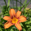 A lucky shot, this one is only blooming a view hours every year.