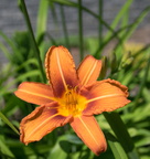 A lucky shot, this one is only blooming a view hours every year.