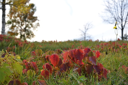 DSC_0942_bearbeitet-2