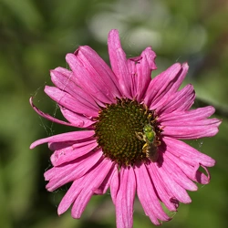 41 - Kleine Blume ganz groß